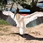 pantanal 2